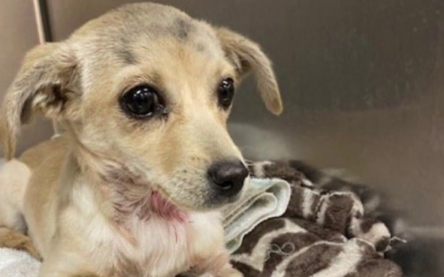 CA News: Puppy Found With Arrow in Neck