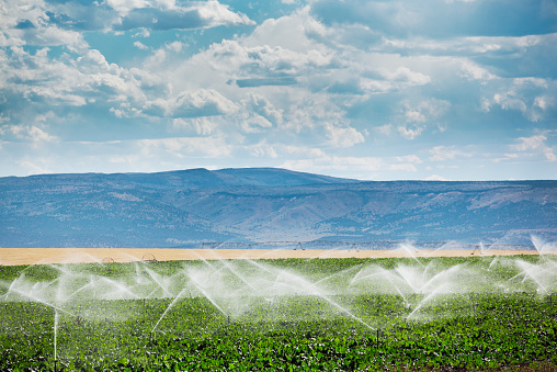 CA News: Bill Would Buy Out Farmers’ Water Rights