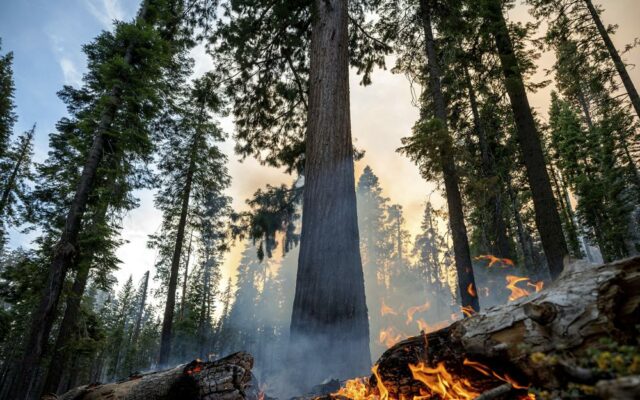 CA News: Yosemite Fire Grows
