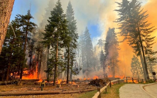 CA News: Yosemite Wildfire Threatens Giant Sequoia Trees