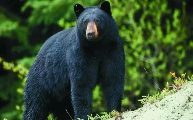 Black Bear Struck and Killed Near Lake Isabella