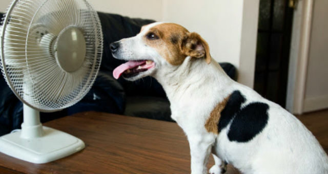Keeping Your Pets Safe During Excessive Heat
